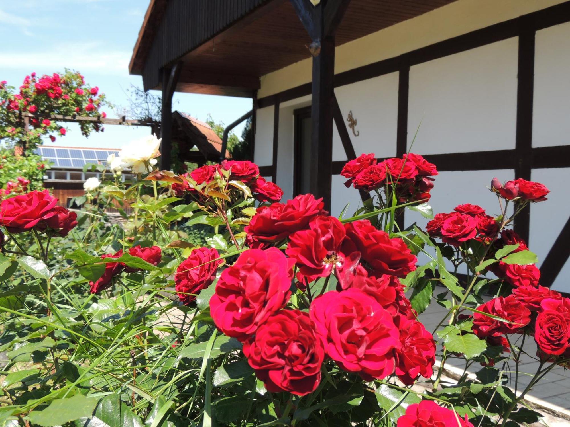 Weinberg Hébergement de vacances Wernigerode